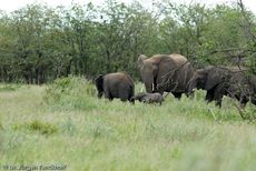 Afrikanischer Elefant (119 von 131).jpg